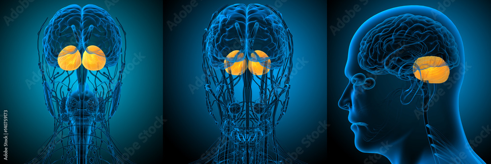 3d rendering medical illustration of the human brain cerebrum Stock ...