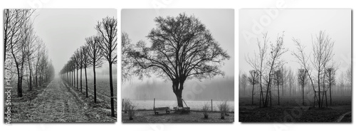 Fotomural triptych - trees in morning fog - monochrom