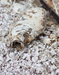 Dead fish on dried fish bones at the Salton Sea