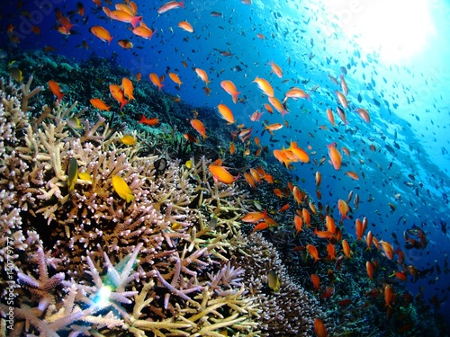 水中 海中 アドビストックのデザイン かべいろ Com おしゃれ壁紙リフォーム貼り替え インクジェット壁紙のかべいろ Com