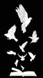 doves flying above open white book on black