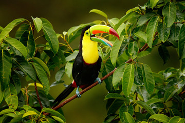 Wall Mural - toucan sitting on the branch in the forest, boca tapada, green vegetation, costa rica. nature travel