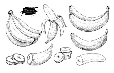 Wall Mural - Banana set vector drawing. Isolated hand drawn bunch, peel banana and sliced pieces. Summer fruit engraved style