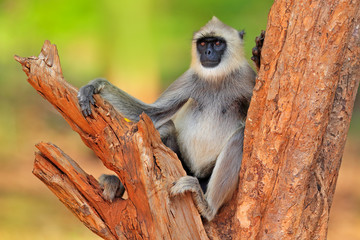 Wall Mural - common langur, semnopithecus entellus, monkey sitting on tree, nature habitat, sri lanka. feeding sc