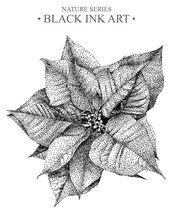 Illustration With Flower Poinsettia Drawn By Hand With Black Ink. .Graphic Drawing, Pointillism Technique. Floral Element For Design.