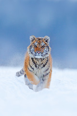 Wall Mural - running tiger with snowy face. tiger in wild winter nature. amur tiger running in the snow. action w