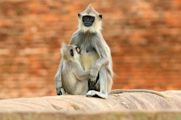 Wall Mural - mother and young, breast-feeding. wildlife of sri lanka. common langur, semnopithecus entellus, monk