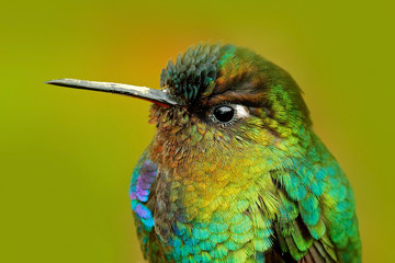 Wall Mural - Detail of hummingbird glossy plumage. Fiery-throated Hummingbird, Panterpe insignis, colour bird sitting on larch branch. Mountain bright animal from Costa Rica. Detail portrait of shiny bird.