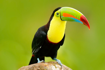 Wall Mural - nature travel in central america. keel-billed toucan, ramphastos sulfuratus, bird with big bill. tou