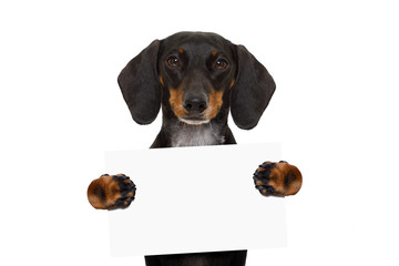 Poster - dachshund sausage dog banner