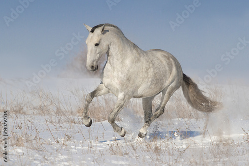 Tapeta ścienna na wymiar White horse run in snow 