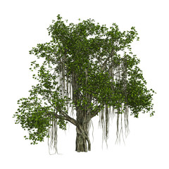 Wall Mural - 3d rendering banyan tree on white