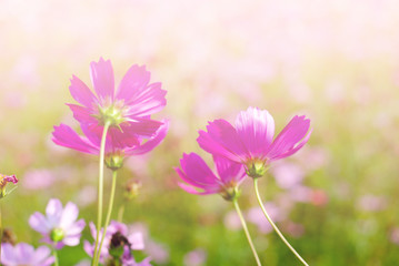 Wall Mural - cosmos flowers vintage tone background wallpaper