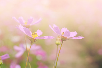 Wall Mural - cosmos flowers vintage tone background wallpaper
