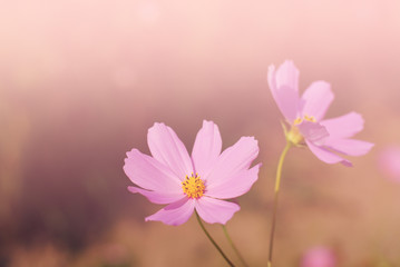 Wall Mural - cosmos flowers vintage tone background wallpaper
