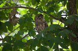 Fototapeta  - sleeping owl