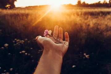 Poster - hand holding cornflower in amazing sunset rays at summer field. wildflowers in woman hand in meadow under amazing sunshine. hipster travel concept. atmospheric epic moment. earth day