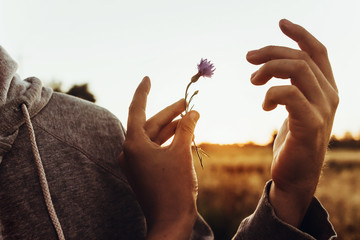 Poster - couple holding cornflower in hand in sunset rays in summer evening field. togetherness concept. farmers and farmland. love to land. atmospheric moment. earth day