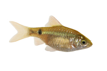 Rosy Barb Female Pethia conchonius freshwater tropical aquarium fish 