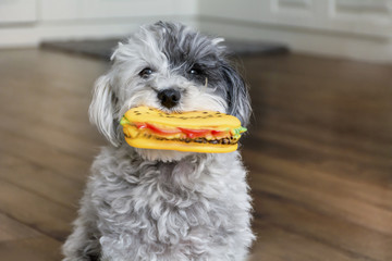 funny dog with rubber hamburger toy in the mouth 