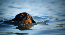 Rottweiler Dog Swimming In Blue Water
