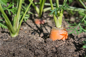 Raw carrot with tops is growing. Farming. Close up, macro.