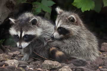 Sticker - Raccoon (Procyon lotor)