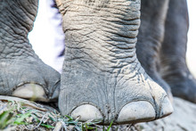 Elephant Legs