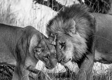 Lions Showing Affection