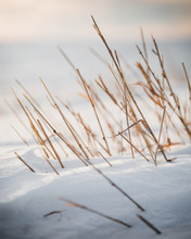 Close-up Of Dry Grass In Snowy Field