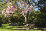 Beautiful cherry blossom at Schabarum Regional Park