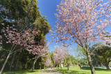 Beautiful cherry blossom at Schabarum Regional Park