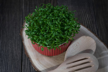 Contrast of red and green. Fresh cress salad in red pot macro shot selective focus.