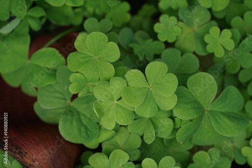 Clover leaves background Canvas Print