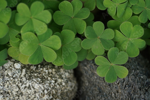 Photo Clover leaves background