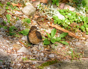 Nestling flew out of the nest and takes the first steps on the ground