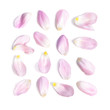 canvas print picture - pink tulip petals on white background