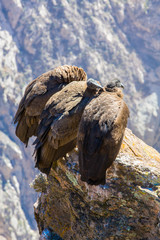 Wall Mural - Three Condors at Colca canyon sitting,Peru,South America. This is a condor the biggest flying bird on earth