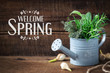 Welcome Spring message - Springtime gardening concept with spring flower bulbs and freshly cut rosemary, thyme and sage sprigs in a decorative rustic watering can