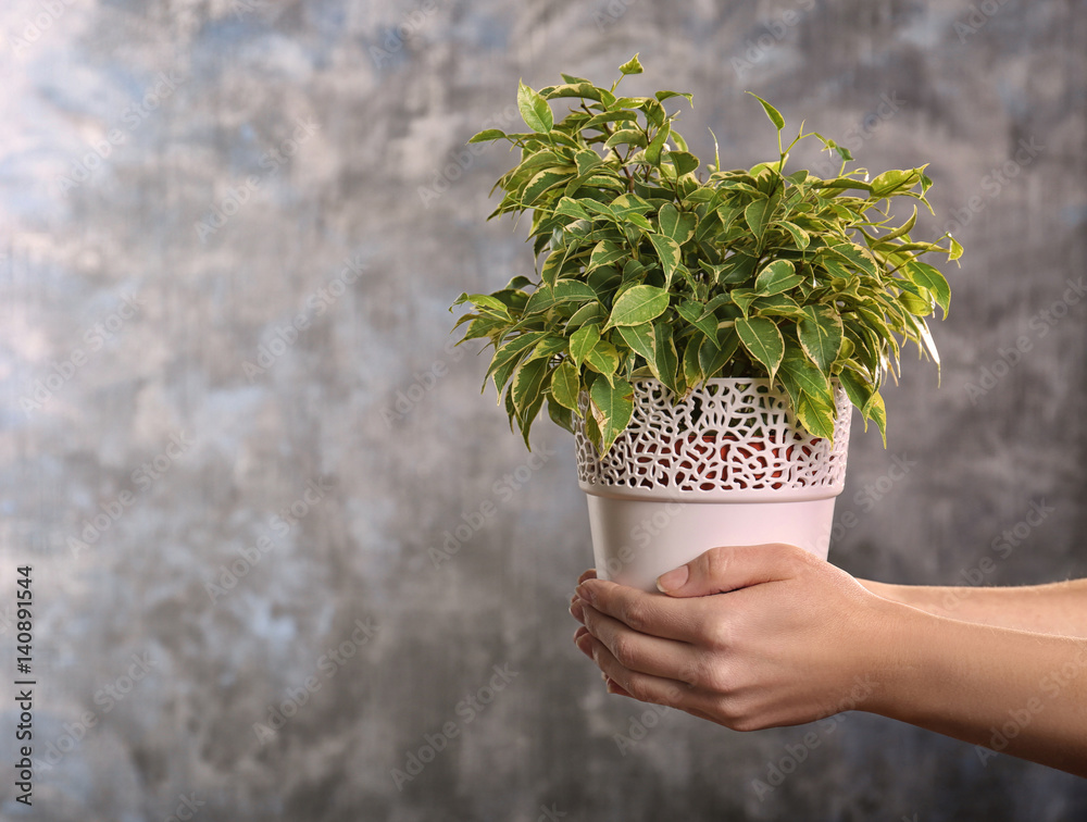 Female hands holding ficus in pot on grey background