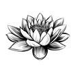 Vector water lily. Lotus illustration.