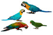 Colorful parrots isolated on white background.