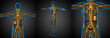 3d rendering medical illustration of the yellow lymphatic system x-ray collection