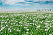 White poppy / Papaver  somniferum L., field of opium