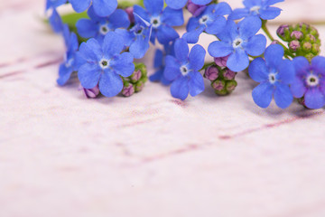 Wall Mural - Blue forget me not flowers on the top right corner of the image on a pastel pink wooden background with space for text