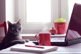 Fototapeta Koty - tired of working make the coffee break/ Pensive cat sitting at the table with laptop and red cup