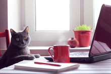 Tired Of Working Make The Coffee Break/ Pensive Cat Sitting At The Table With Laptop And Red Cup