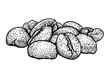 Coffee bean illustration, drawing, engraving, ink, line art, vector