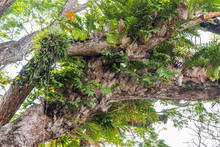 Different Types Of Parasitic Plants Living On The Tree In Asian Tropical Forest.