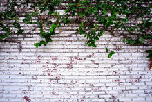 Green Vine Above Brick Wall
